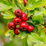 Hawthorn berries (Crataegus spp. fruc.)