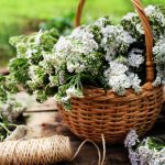 Medicinal plants to forage in April