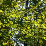 Slippery elm sustainability What practitioners and consumers should know